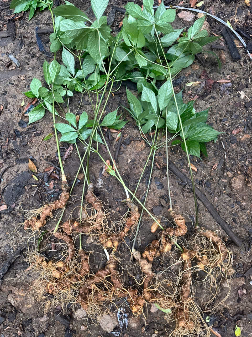 Cây Sâm Ngọc Linh 