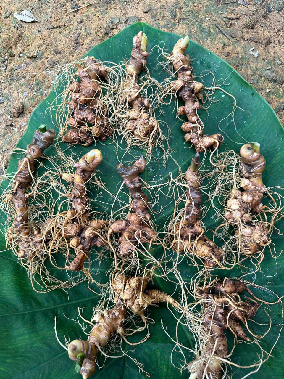 Sâm chất lượng