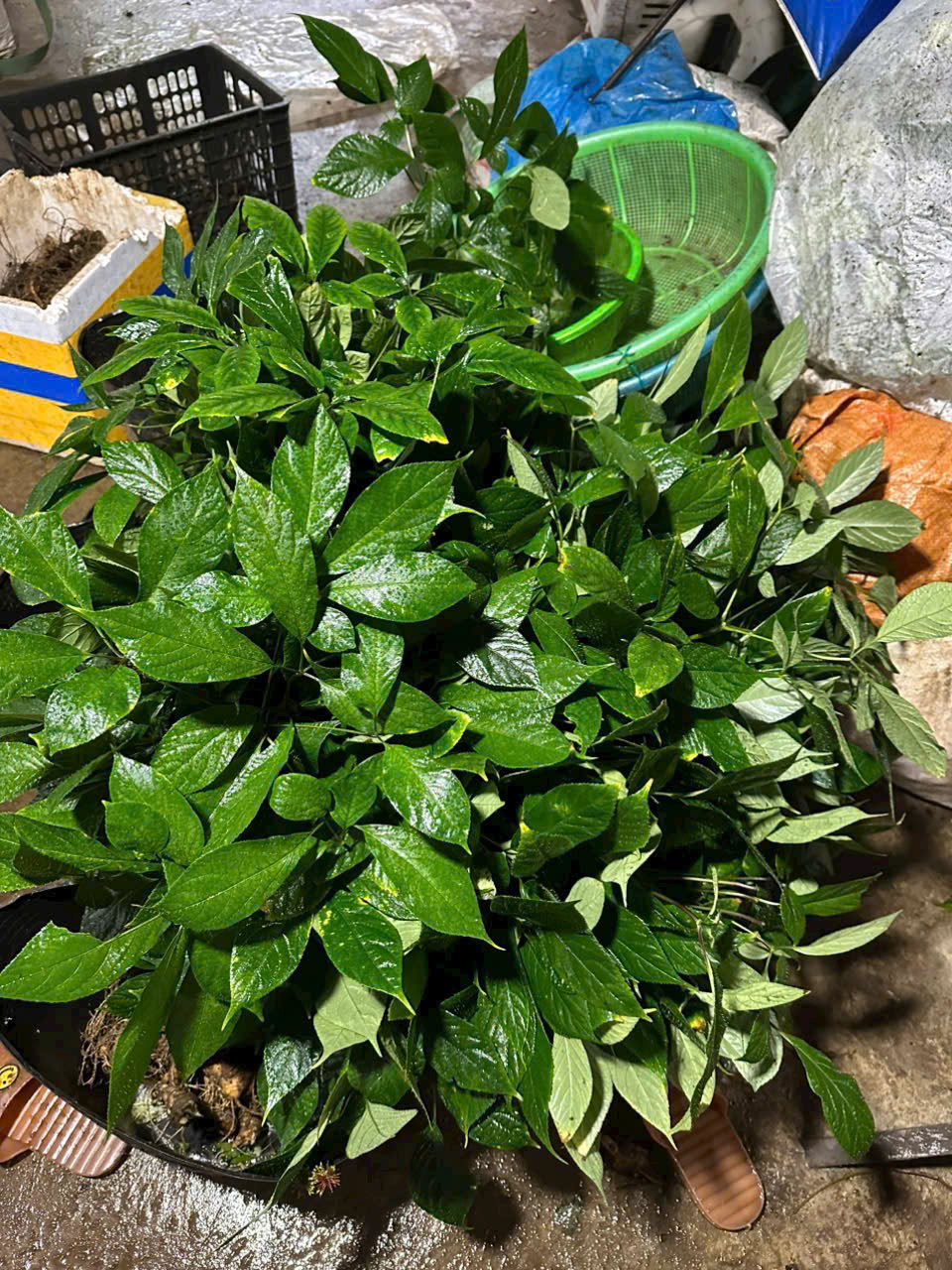 Lá Sâm Chọn Lọc