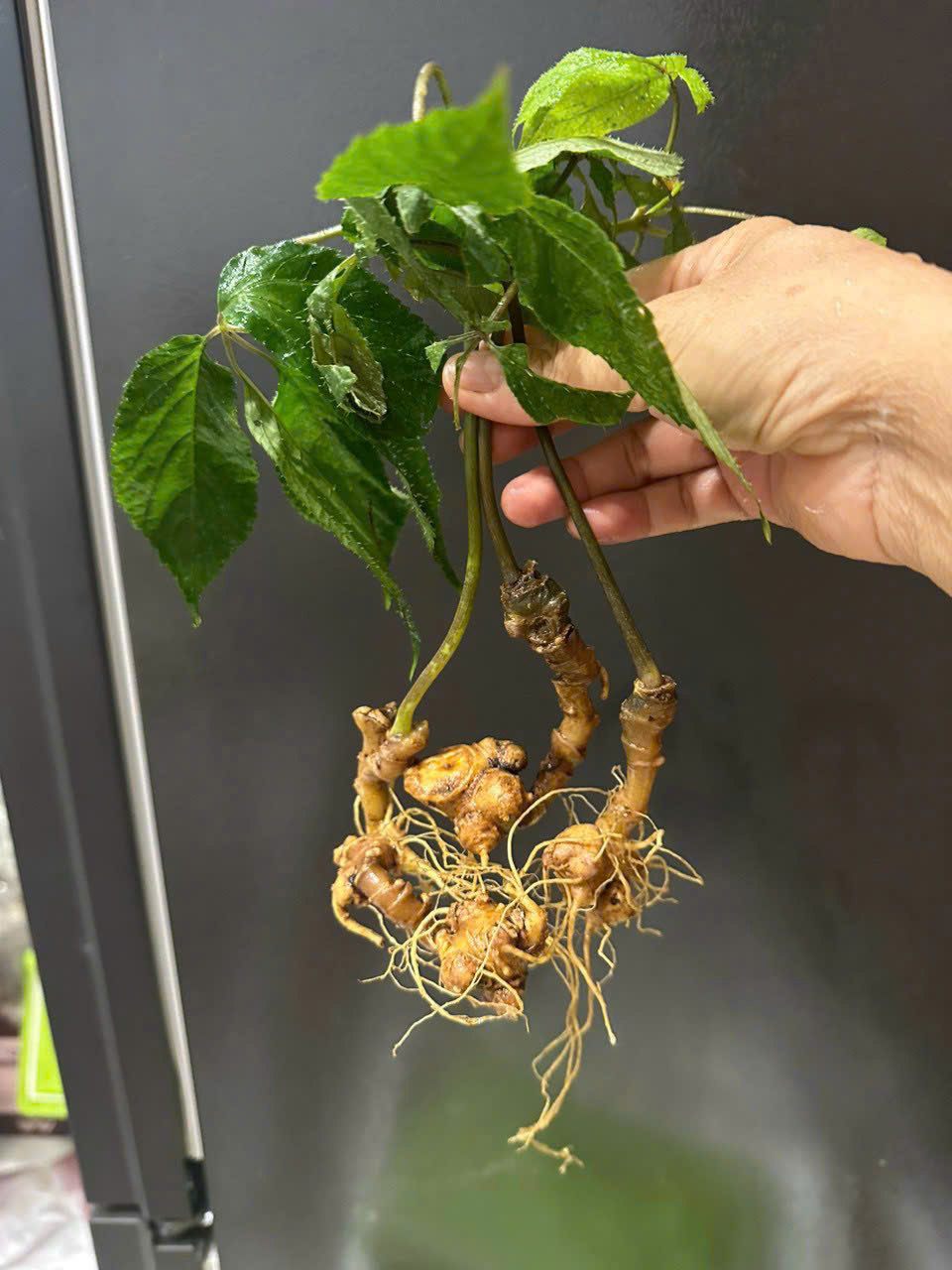 Những Củ Nhỏ Nhưng Vẫn Đủ Hàm Lượng Chất