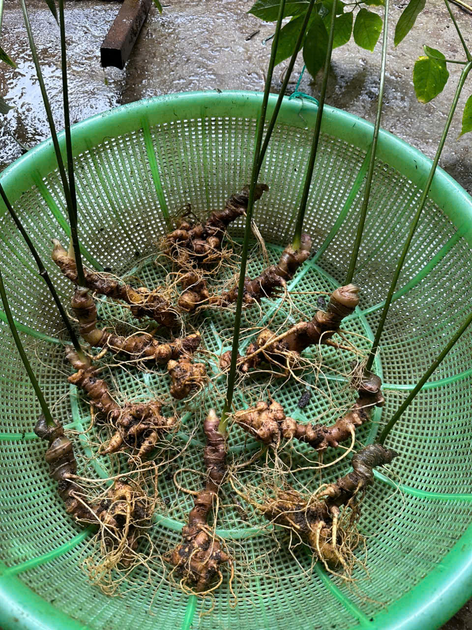 Củ Sâm Ngọc linh Đã Đủ Dưỡng Chất