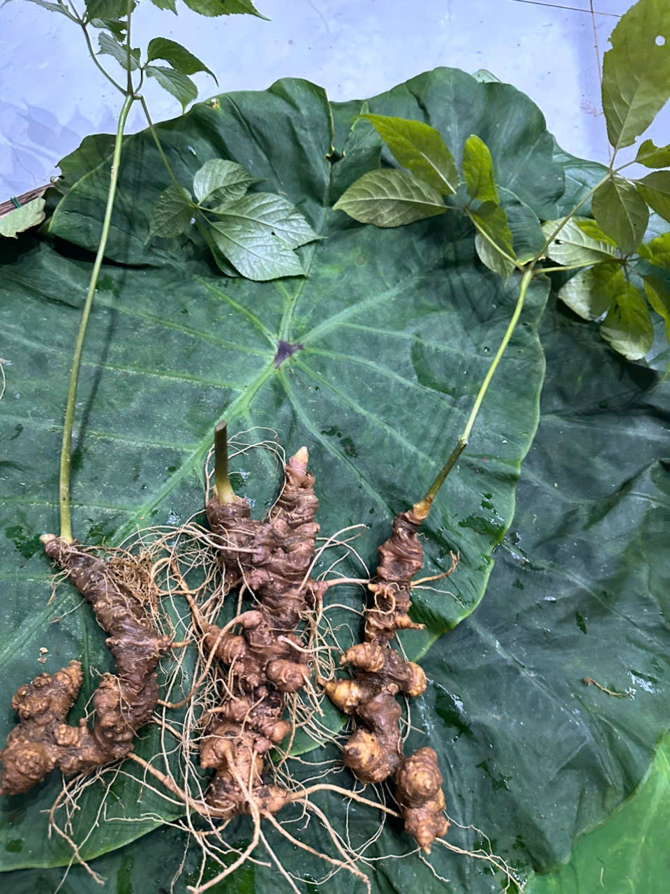 Củ Sâm Ngọc Linh Lâu Năm Chất Lượng