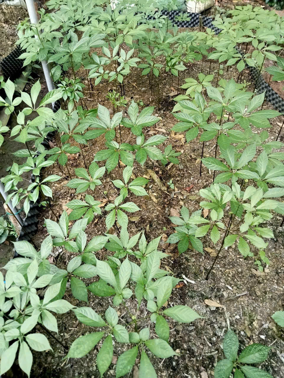 Vườn Cây Sâm Ngọc Linh