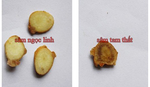 So Sánh Sâm Ngọc Linh Và Củ Tam Thất