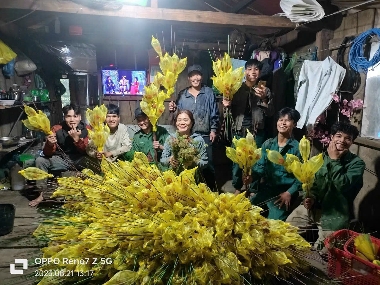 Người Dân Khi Thu Hoạch Hạt Sâm