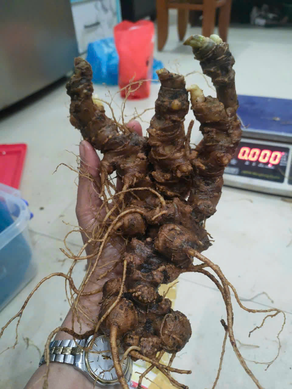 Củ Sâm Ngọc Linh Lâu Năm