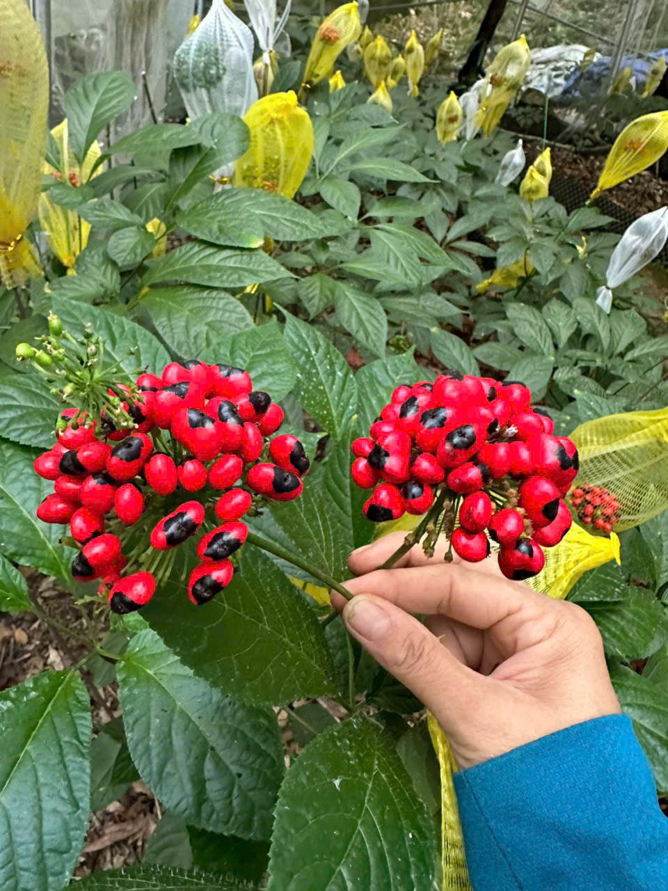 Cây Sâm Khi Đạt Hạt 