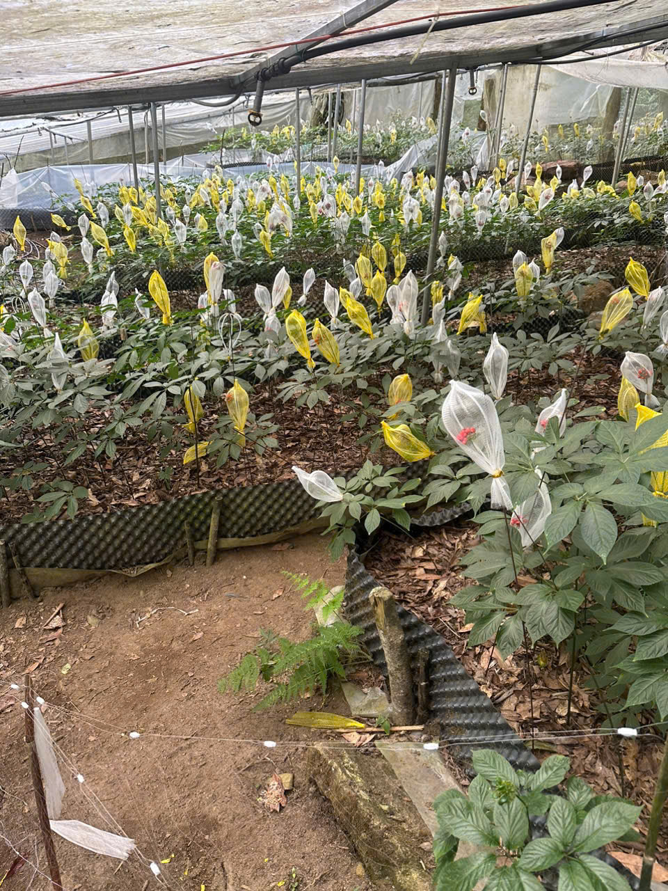 Vườn Sâm Ngọc Linh Khi Tới Mùa hoa