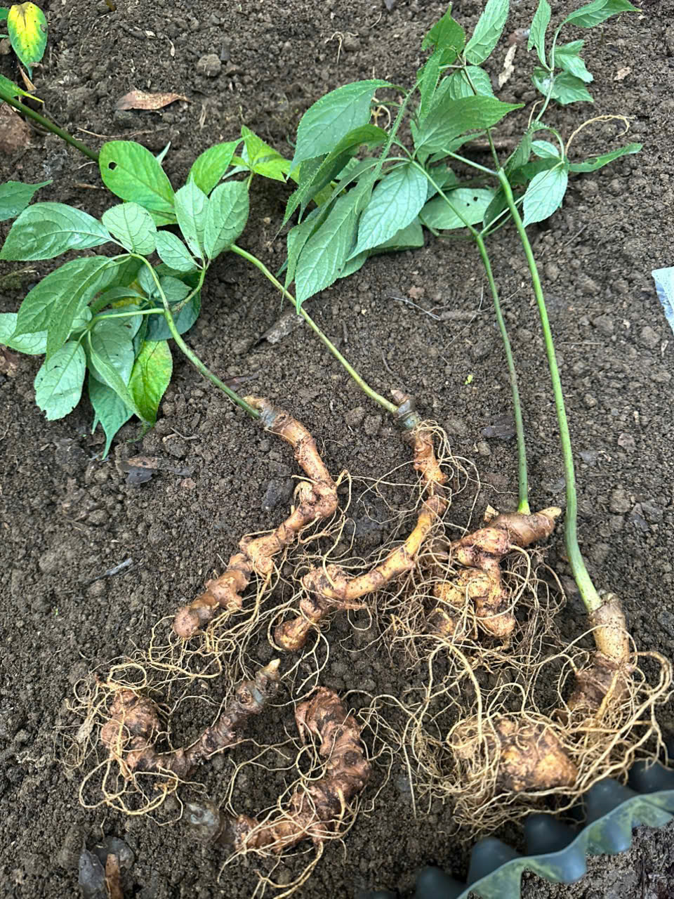 Cây Sâm Ngọc Linh Tươi